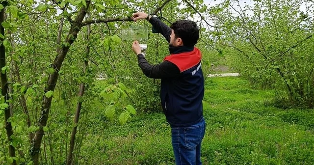 Fındık bahçelerinde takip başladı Düzce Haberleri