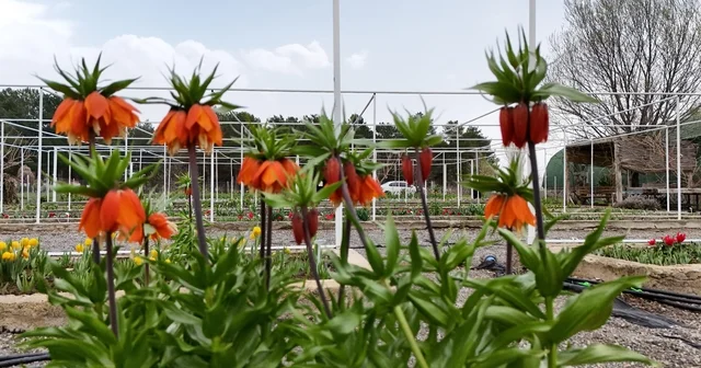 Ters laleyi koparmanın cezası 700 bin lira: Yılda sadece 20 gün yaşıyor Erzincan Haberleri