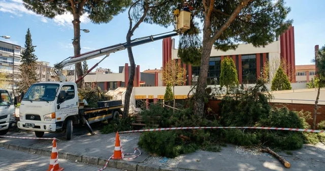Efeler de yüksek çam ağaçları bakıma alındı Aydın Haberleri
