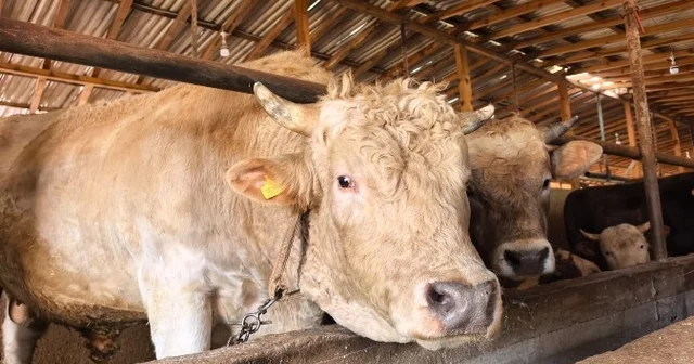 1,1 tonluk kurbanlık boğa Paşa , 500 bin TL den satışa çıkarıldı Bursa Haberleri