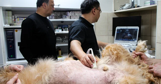 Yapay zeka destekli ultrason cihazıyla hayvan hastalıklarında erken teşhis Adana Haberleri