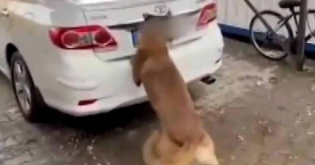 Diyarbakır da otomobilin tamponu ile kapısına gizlenmiş 6 kilo 660 gram kokain ele geçirildi VİDEO İZLE