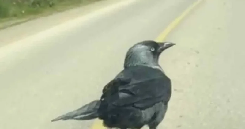 Bir okşayışla başlayan dostluk: Karga çiçekçiyi bırakmadı