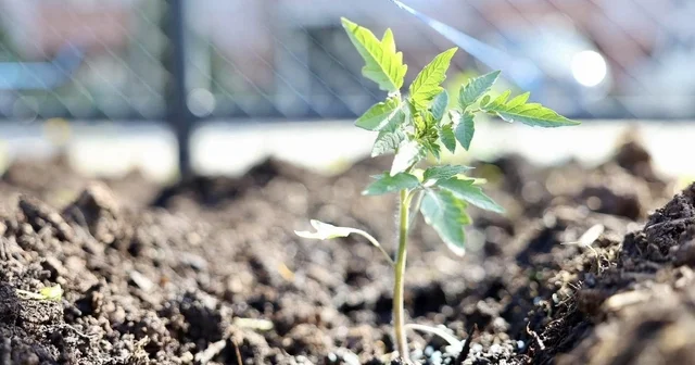 Kendi kompost gübresini üreten belediyeden ata tohumu hamlesi Körfez de üretilecek ata tohumları üreticiye can suyu olacak Kocaeli Haberleri