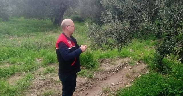 Zararlılara karşı tuzaklar kuruldu Balıkesir Haberleri