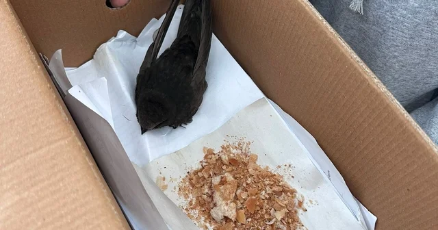 Öğrencilerin bulduğu ebabil kuşu, koruma altına alındı Van Haberleri