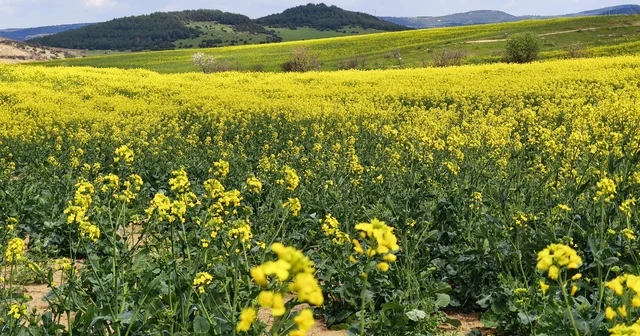 Trakya nın sarı altın çiçeği kanola ile tarlalar renklendi Edirne Haberleri