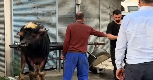Iğdır da sahibinin elinden kaçan manda ortalığı karıştırdı VİDEO İZLE