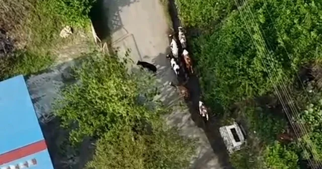 Sakarya da kaybolan 7 büyükbaş hayvan dron yardımıyla bulundu VİDEO İZLE
