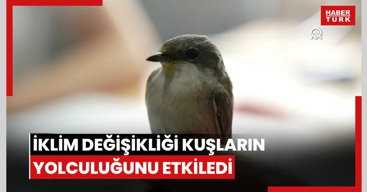 İklim değişikliği göçmen kuşların yolculuğunu etkiledi