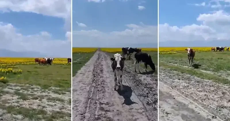 Koruma altındaki Eber sarısının yetiştiği alanda hayvan otlatılmasına inceleme