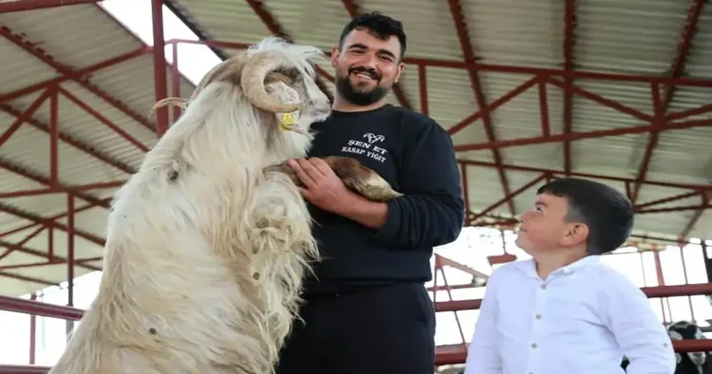 Elazığ da dev keçiyi gören dönüp bir daha bakıyor: 140 kilogram