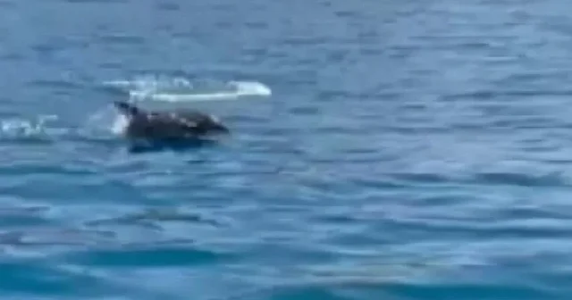 Alanya açıklarında görsel şölen: yunusların gösterisi turistleri hayran bıraktı VİDEO İZLE