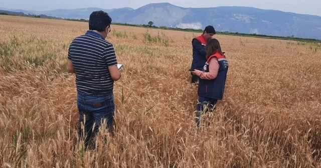 Söke de hububat tarlalarında sıkı denetim Aydın Haberleri