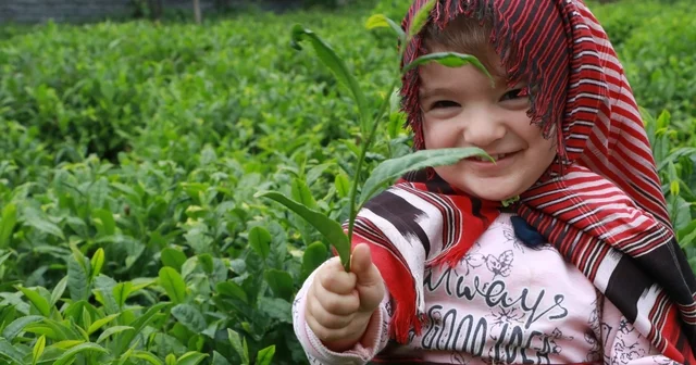 2026 yılı yaş çay taban fiyatı 35 TL oldu Rize Haberleri