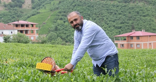 Çay üreticileri yaş çay alım fiyatındaki artış sonrası kuru çaya da zam bekliyor Trabzon Haberleri