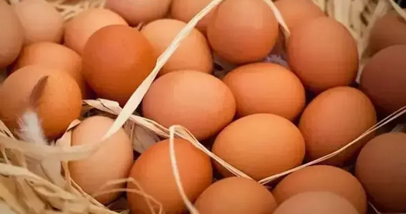 TÜİK: Yumurta ve tavuk eti üretimi arttı, içme sütü üretimi azaldı