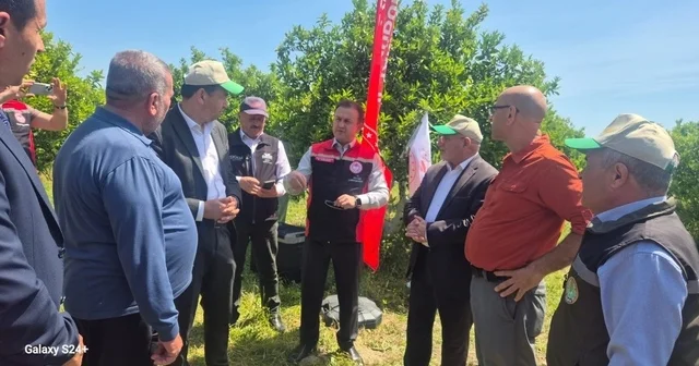 Muğla da turunçgil bahçelerinde doğa dostu mücadele dönemi başladı Muğla Haberleri