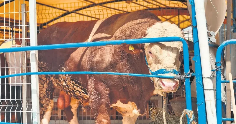 Kurban alımında son güne kalmayın