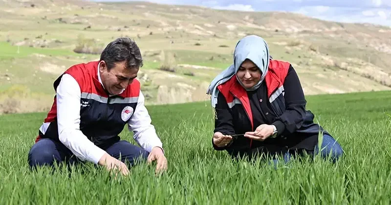 Yağışlar nedeniyle tarımda sarı pas alarmı