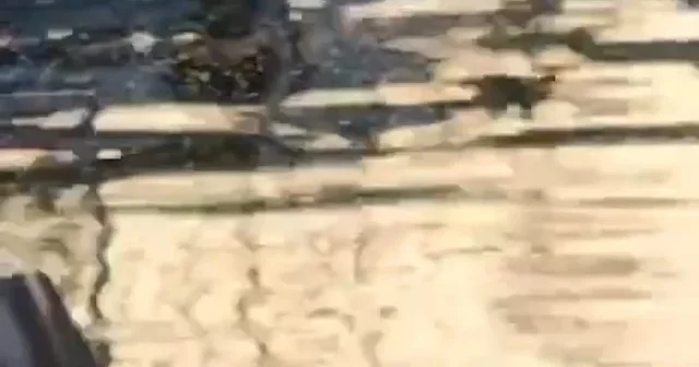 Vatandaş İstinye Deresi ne lağım akıtılmasına isyan etti: İBB çözüm bulamadı VİDEO İZLE