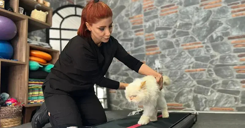 18 yaşındaki kediye fizyoterapi desteği