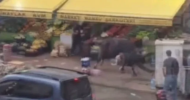 Iğdır da sahibinden kaçan manda ortalığı savaş alanına çevirdi VİDEO İZLE