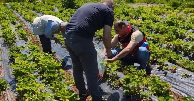 Beyşehir de çilek hasadı öncesi pestisit denetimleri Konya Haberleri