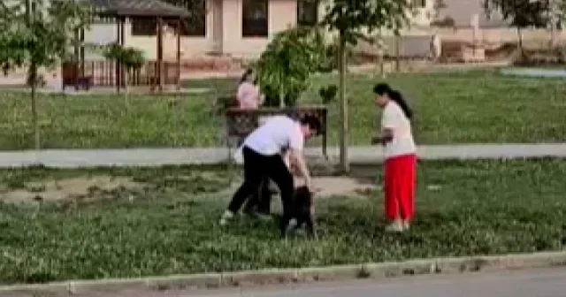 Denizli de dehşet anları kamerada: Küçük köpeğe saldıran başıboş köpeği doktor durdurdu VİDEO İZLE