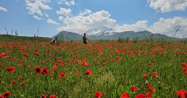 Bitlis in Adilcevaz ilçesinde gelincik ve karın büyüleyici buluşması Bitlis Haberleri