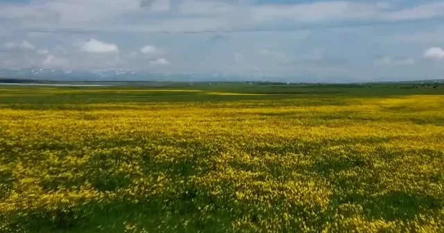 Yağışlar sonrası Kars ta doğa şöleni: Vadiler rengarenk çiçeklerle kaplandı VİDEO İZLE