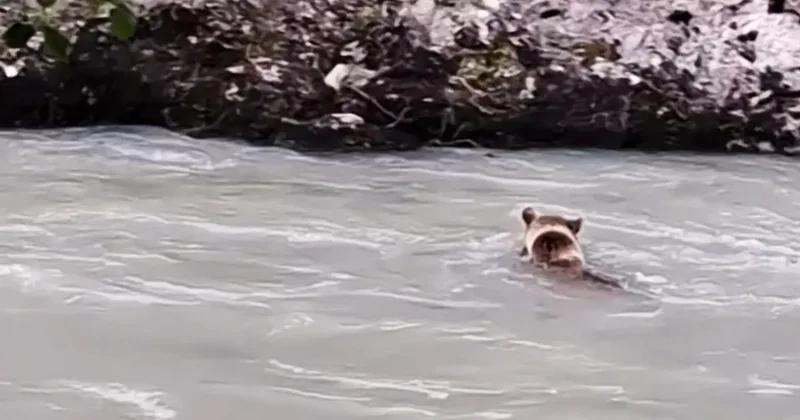 Munzur Nehri’ni geçmeye çalışan ayının mücadelesi kamerada
