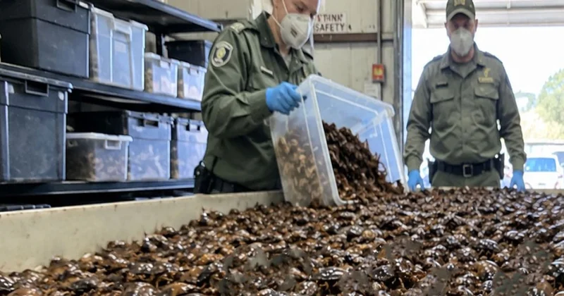 Gizli bölmeden tam 100 bin tane çıktı: Değeri 200 bin dolar Sözcü Gazetesi