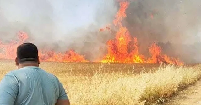 Şanlıurfa da buğday tarlasında korkutan yangın Şanlıurfa Haberleri