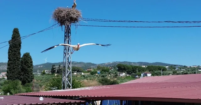 Uzun aradan sonra Kuşadası na yuvalanan leylek çiftinin yuvası havadan görüntülendi Aydın Haberleri