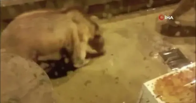 Barajda gece nöbeti tutan güvenlikçiye iki ayı yavrusu sürprizi