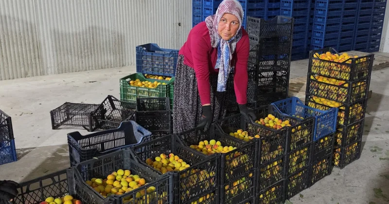 Kasa kasa hasat edilip Rusya ve Romanya ya gönderiliyor: Kalitesine göre fiyatı değişiyor Sözcü Gazetesi