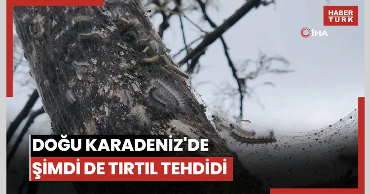 Doğu Karadeniz de şimdi de tırtıl tehdidi