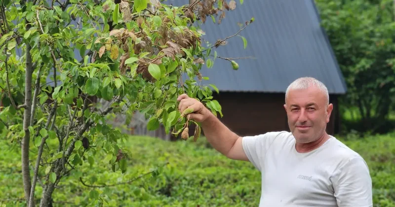 Vampir kelebek ve kahverengi kokarcanın ardından Doğu Karadeniz’de yeni alarm!