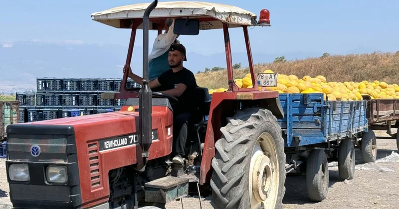 Kasa kasa hasat edilen ürünler Türkiye nin dört bir yanına gönderiliyor: Tarlada 24 TL Sözcü Gazetesi