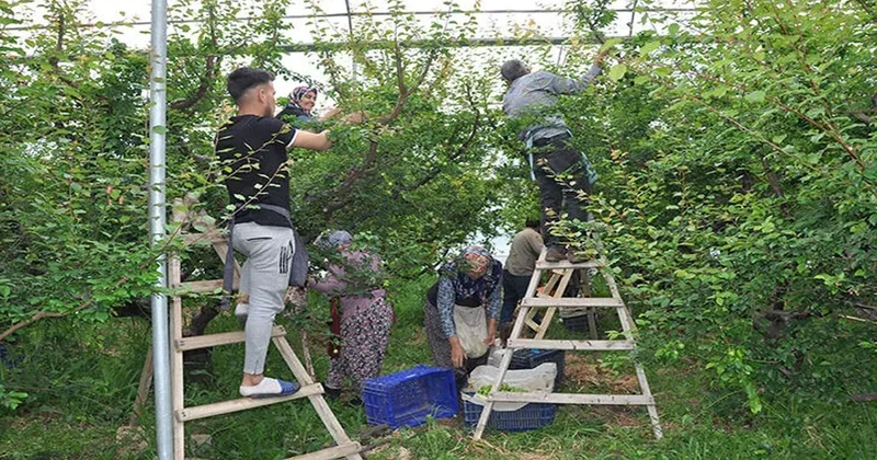 Her gün bunu yiyenin damarları baştan aşağı yenileniyor Sözcü Gazetesi