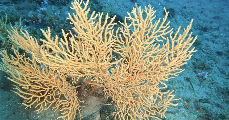 Ayvalık ın derinliklerindeki altın doku : Sarı gorgonlar