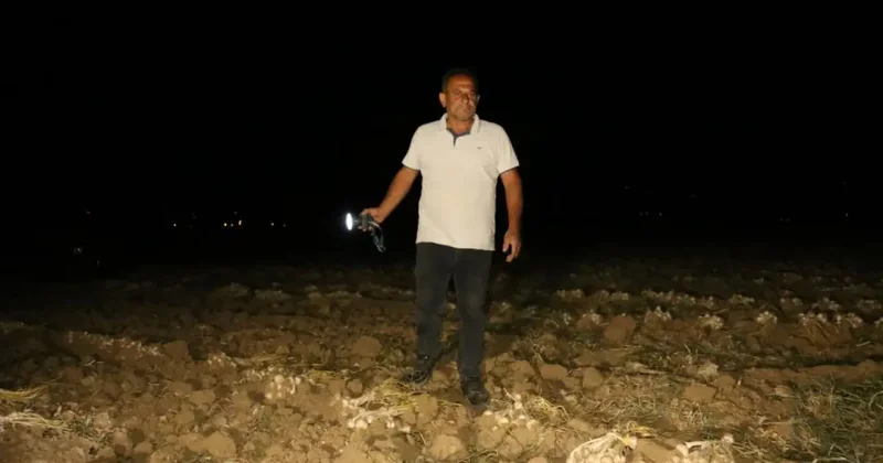 Bir yıllık emekleri için sabaha kadar tarlada bekliyorlar