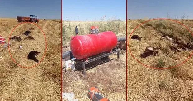 Diyarbakır haberleri 150 küçükbaş peş peşe telef oldu! Bakanlık inceleme başlattı 13 Temmuz 2026