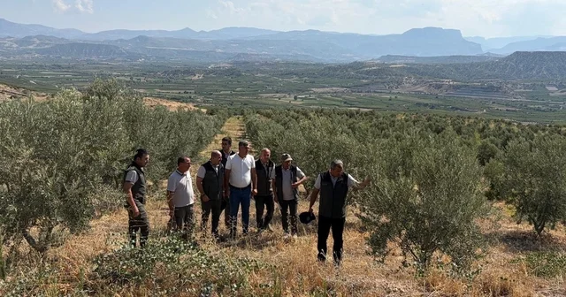 Zeytin ağaçlandırması orman köylüsüne gelir kapısı oluyor Mersin Haberleri Habertürk Yerel Haberler