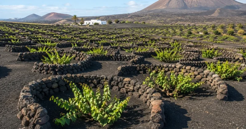 Volkanik külün içine üzüm diktiler, çorak araziyi bağa çevirdiler Sözcü Gazetesi