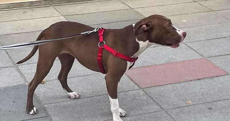 Adana da sahipsiz kediyi öldüren pitbullun sahibine para cezası verildi