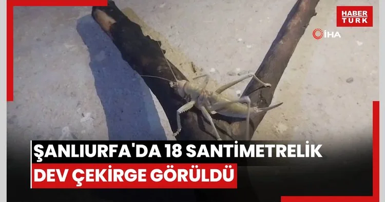 Şanlıurfa da 18 santimetrelik dev çekirge görüldü