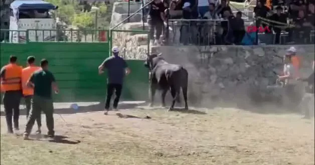 Artvin de güreşten kaçan boğa, demir kapıdaki boşluktan arenanın dışına atladı