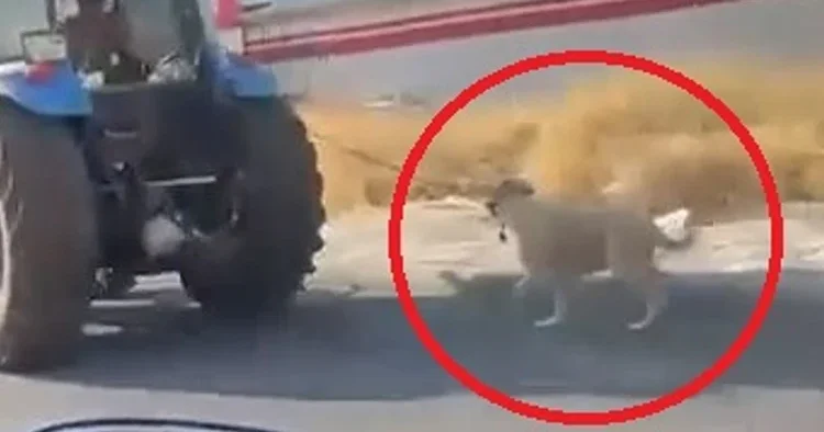 Diyarbakır da vicdansızlık kamerada: Köpeği traktörün arkasına bağlayıp koşturdu